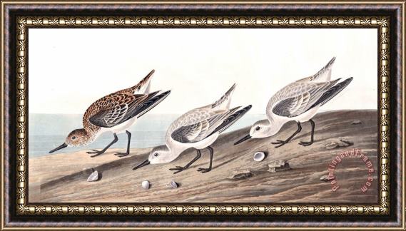 John James Audubon Ruddy Plover Framed Painting