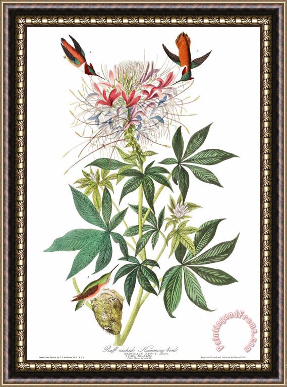 John James Audubon Ruff Necked Humming Bird Framed Print