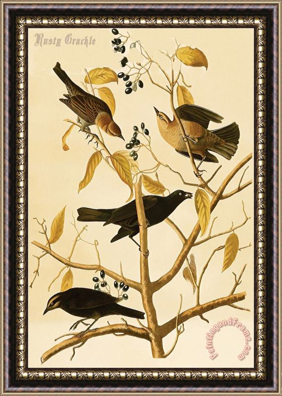 John James Audubon Rusty Grackle Framed Print