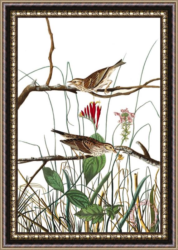 John James Audubon Savannah Finch Framed Print