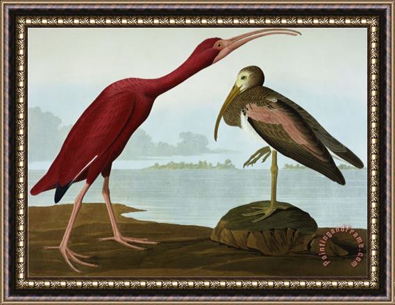 John James Audubon Scarlet Ibis Eudocimus Ruber Plate Cccxcvii From The Birds of America Framed Print