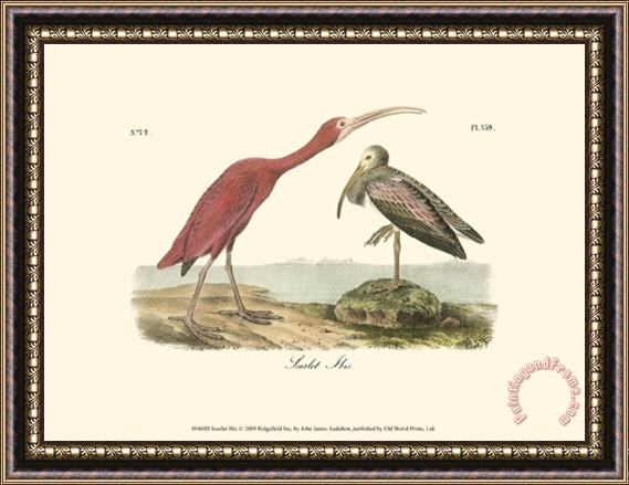 John James Audubon Scarlet Ibis Framed Painting