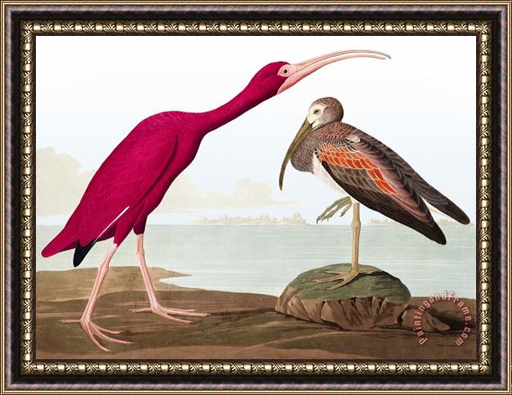 John James Audubon Scarlet Ibis Framed Print