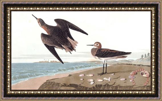 John James Audubon Schinz's Sandpiper Framed Print