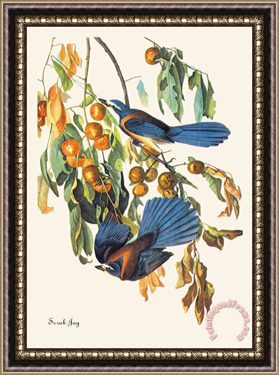 John James Audubon Scrub Jay Framed Painting