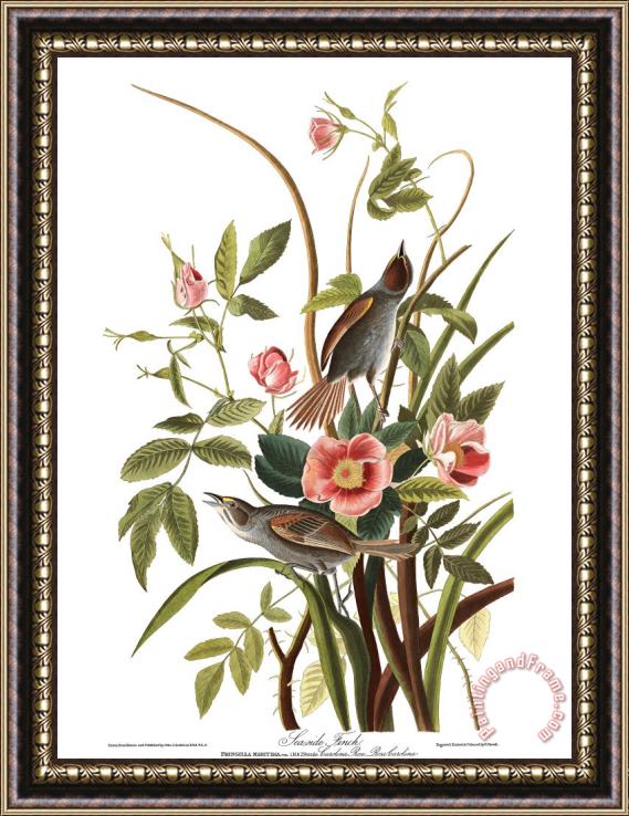 John James Audubon Sea Side Finch Framed Painting