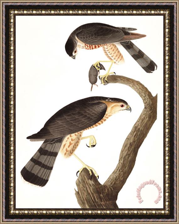 John James Audubon Sharp Shinned Hawk Framed Painting