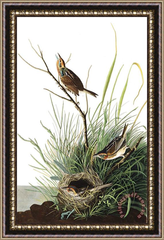 John James Audubon Sharp Tailed Finch Framed Painting