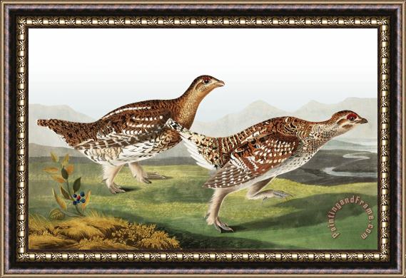 John James Audubon Sharp Tailed Grous Framed Print