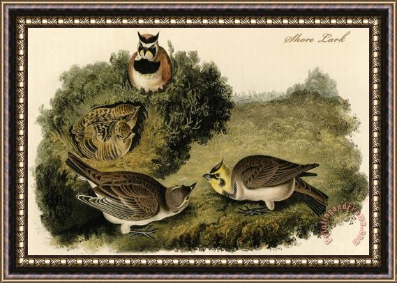 John James Audubon Shore Lark Framed Print