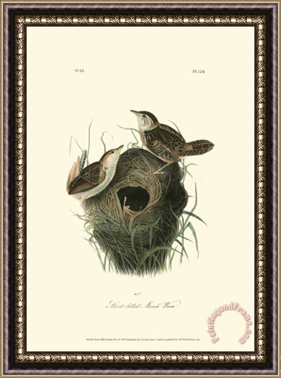 John James Audubon Short Billed Marsh Wren Framed Print