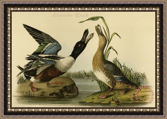 John James Audubon Shoveler Duck Framed Painting