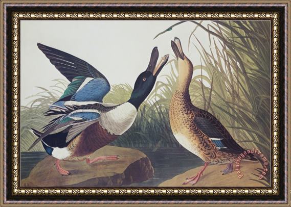 John James Audubon Shoveller Duck Framed Painting
