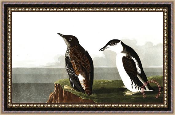 John James Audubon Slender Billed Guillemot Framed Print