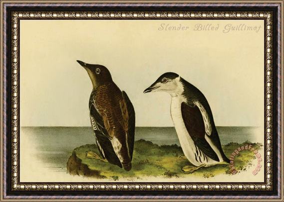 John James Audubon Slender Billed Guillimot Framed Painting
