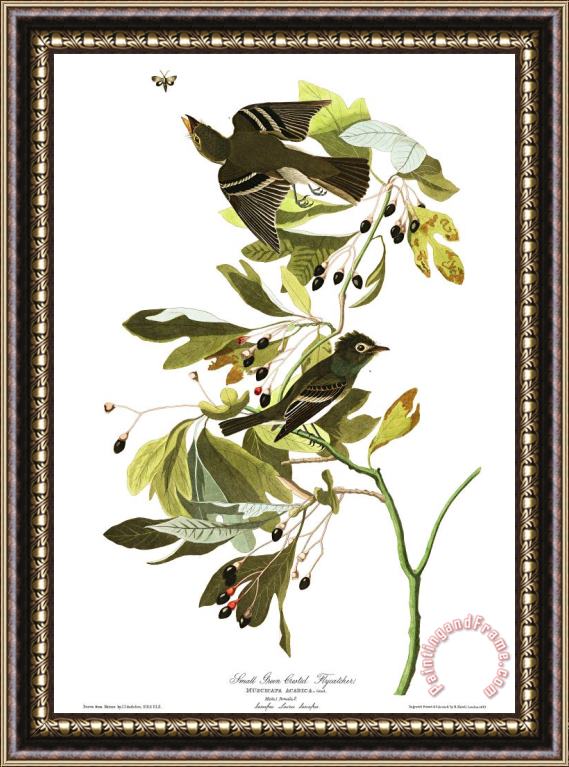John James Audubon Small Green Crested Flycatcher Framed Print