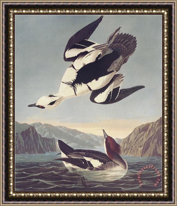 John James Audubon Smew Or White Nun Framed Print