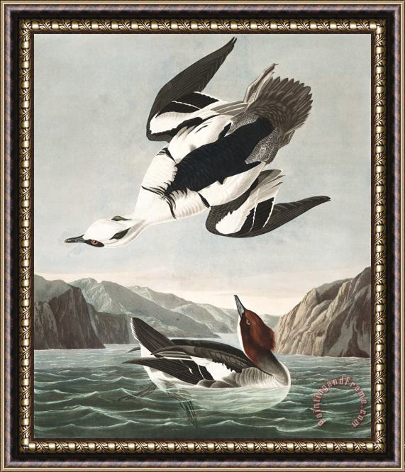 John James Audubon Smew, Or White Nun Framed Print