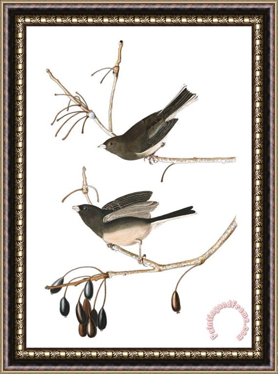 John James Audubon Snow Bird Framed Painting