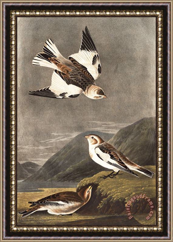 John James Audubon Snow Bunting Framed Print