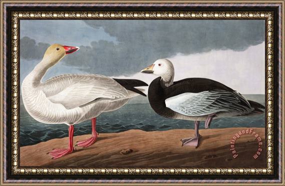 John James Audubon Snow Goose Framed Print