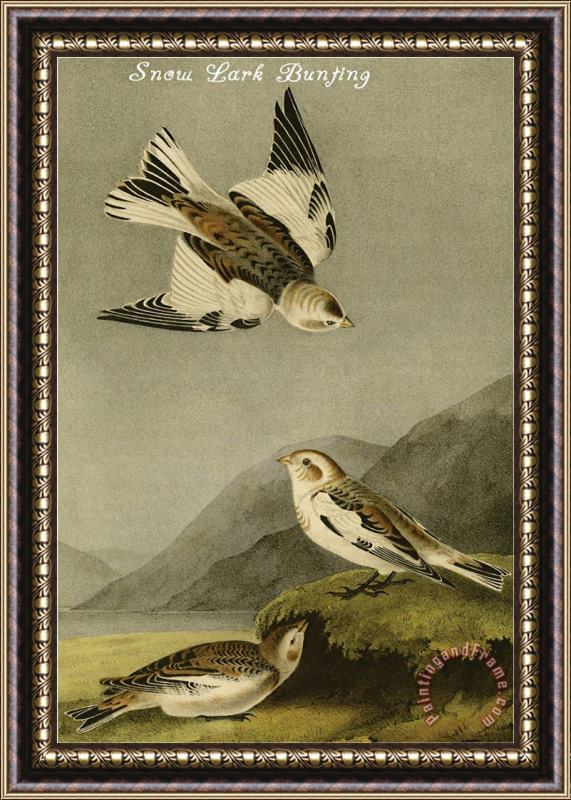 John James Audubon Snow Lark Bunting Framed Painting