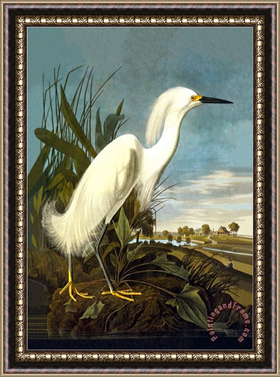 John James Audubon Snowy Egret Framed Painting