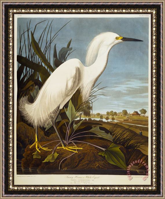 John James Audubon Snowy Heron Framed Painting