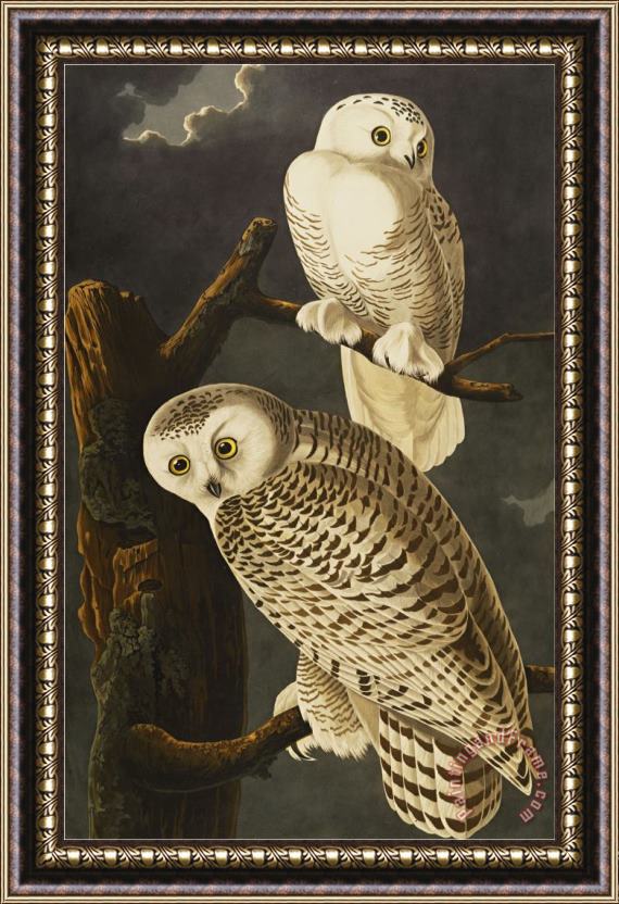 John James Audubon Snowy Owl Nyctea Scandiaca Plate Cxxi From The Birds of America Framed Painting