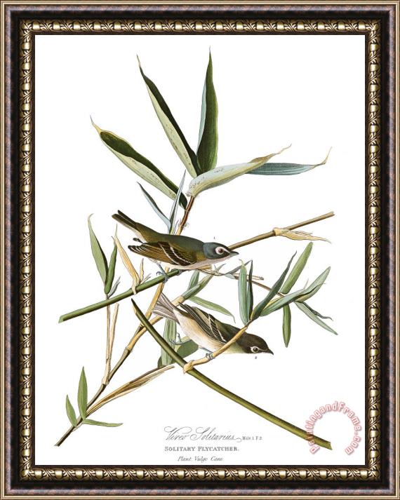 John James Audubon Solitary Flycatcher, Or Vireo Framed Painting