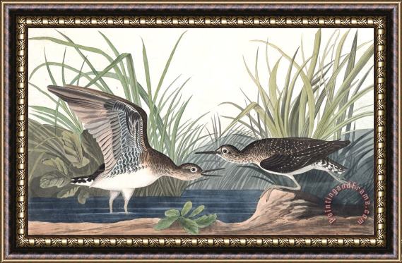 John James Audubon Solitary Sandpiper Framed Print