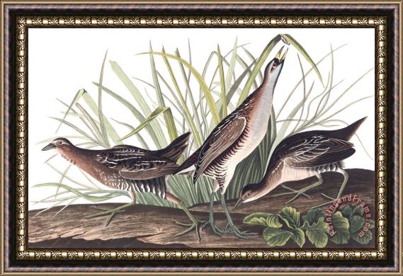 John James Audubon Sora, Or Rail Framed Painting