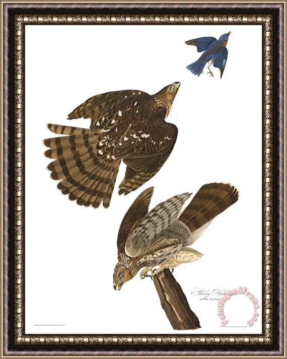 John James Audubon Stanley Hawk Framed Painting