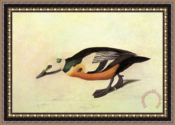 John James Audubon Stellers Eider Framed Painting