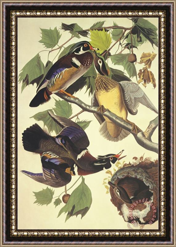 John James Audubon Summer Or Wood Duck Framed Painting