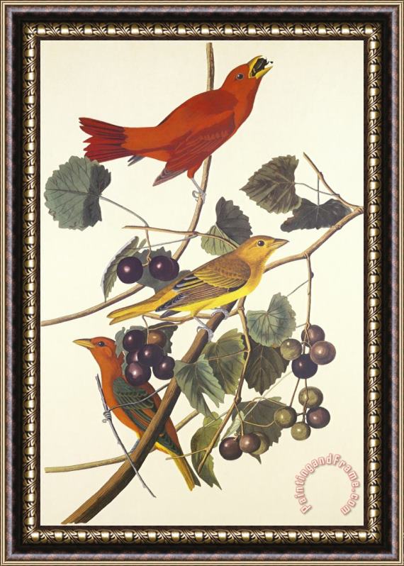 John James Audubon Summer Red Bird Framed Painting