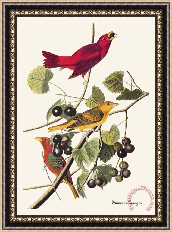 John James Audubon Summer Tanager Framed Print