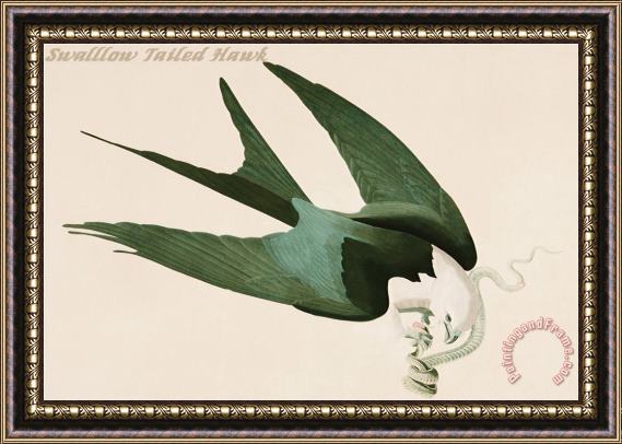 John James Audubon Swalllow Tailed Hawk Framed Painting