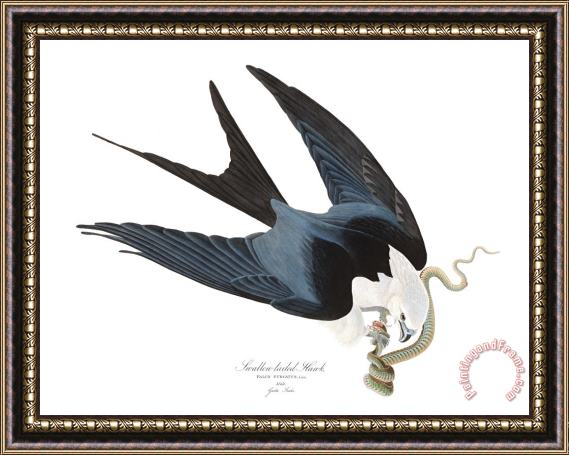 John James Audubon Swallow Tailed Hawk Framed Print