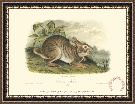 John James Audubon Swamp Hare Framed Print
