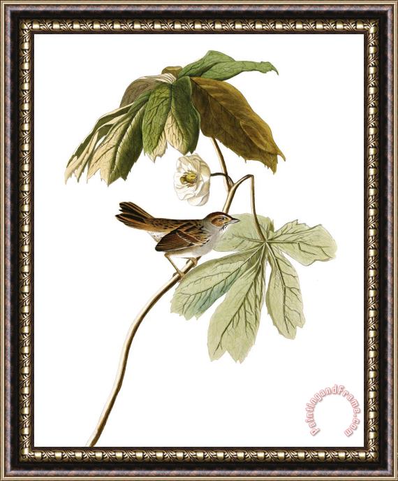 John James Audubon Swamp Sparrow Framed Painting