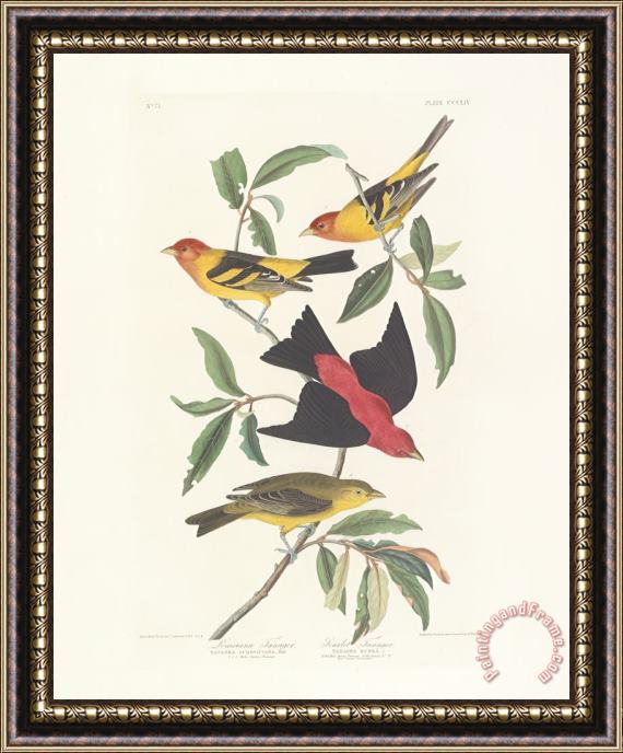 John James Audubon Tanagers Framed Painting