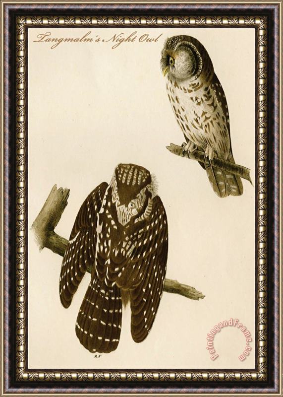 John James Audubon Tangmalm S Night Owl Framed Painting
