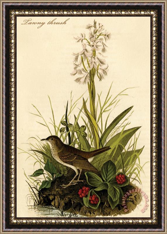 John James Audubon Tawny Thrush Framed Painting