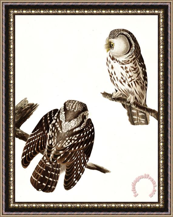 John James Audubon Tengmalm's Owl Framed Print