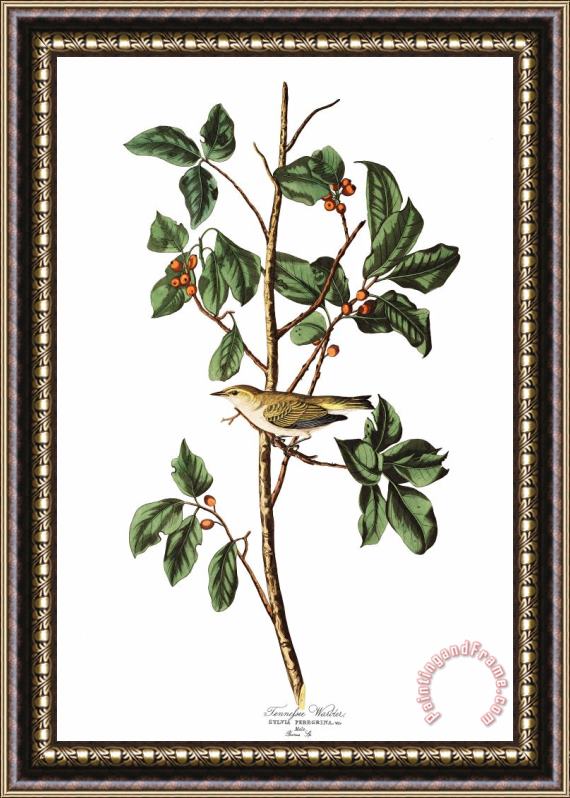 John James Audubon Tennessee Warbler Framed Painting