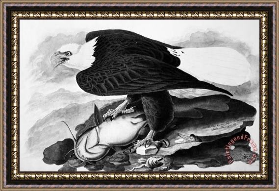 John James Audubon The Bald Eagle Framed Painting