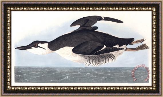 John James Audubon Thick Billed Murre Framed Painting