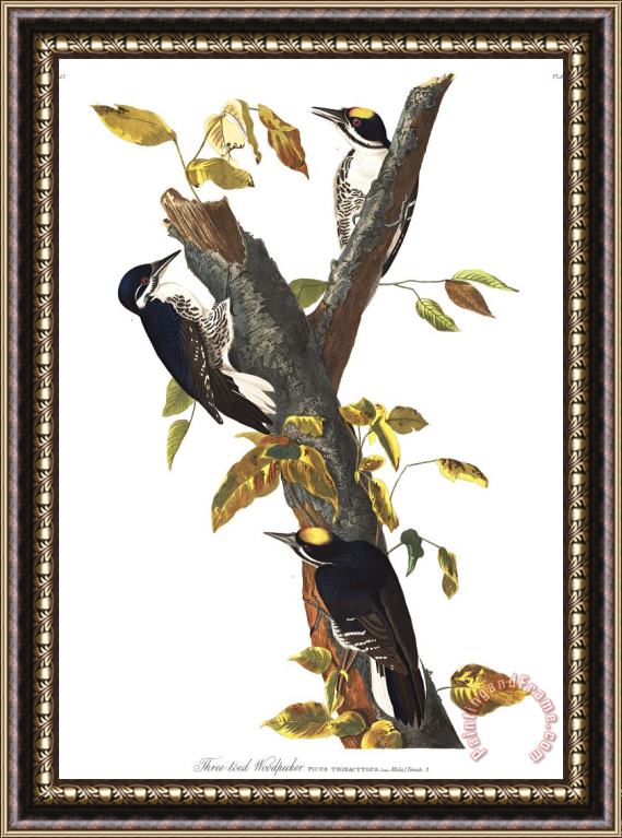 John James Audubon Three Toed Woodpecker Framed Painting