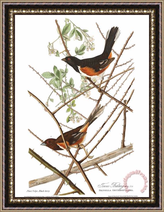 John James Audubon Towhe Bunting Framed Painting